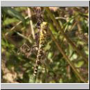 Aeshna cyanea - Blaugruene Mosaikjungfer w14.jpg